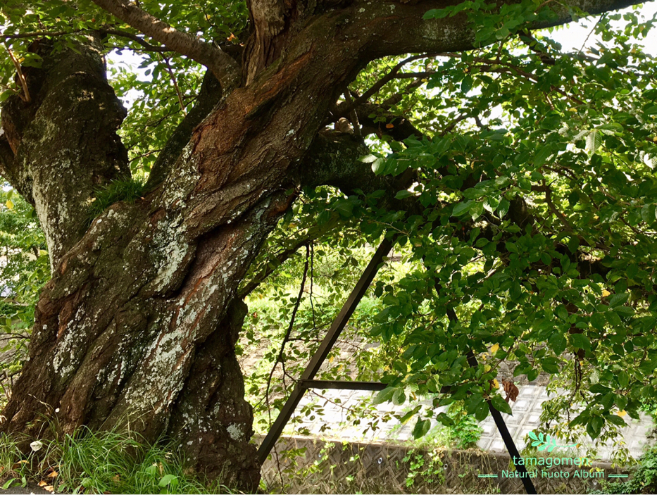 tamagomen…が投稿したフォト「猿の腰掛け 佐保川の川路桜の老木に生えていました 老木の栄…」 2019