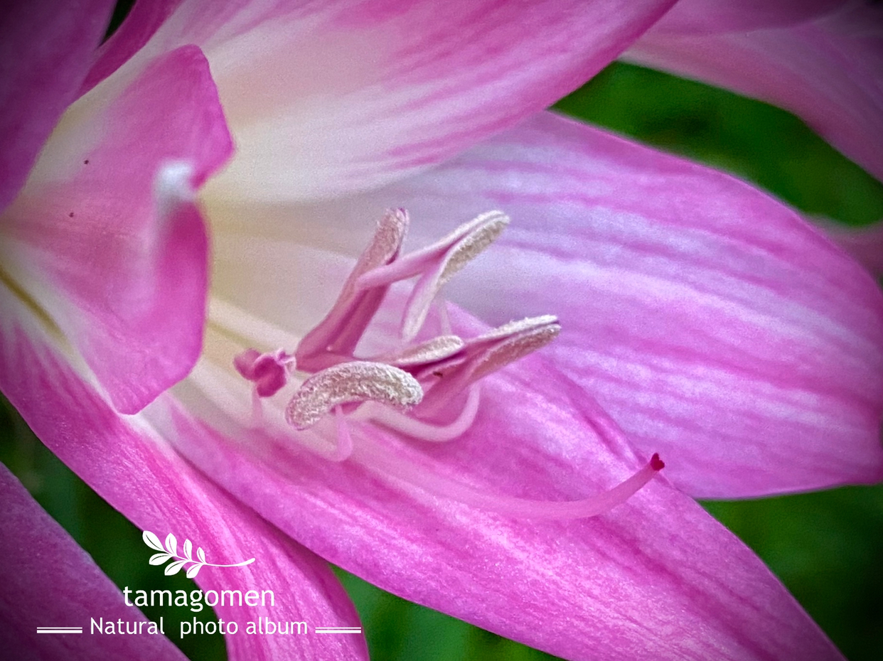 Tamagomen が投稿したフォト ベラドンナリリー なんとも色鮮やかピンクの花なんでしようか 09 21 01 55 23 Limia リミア