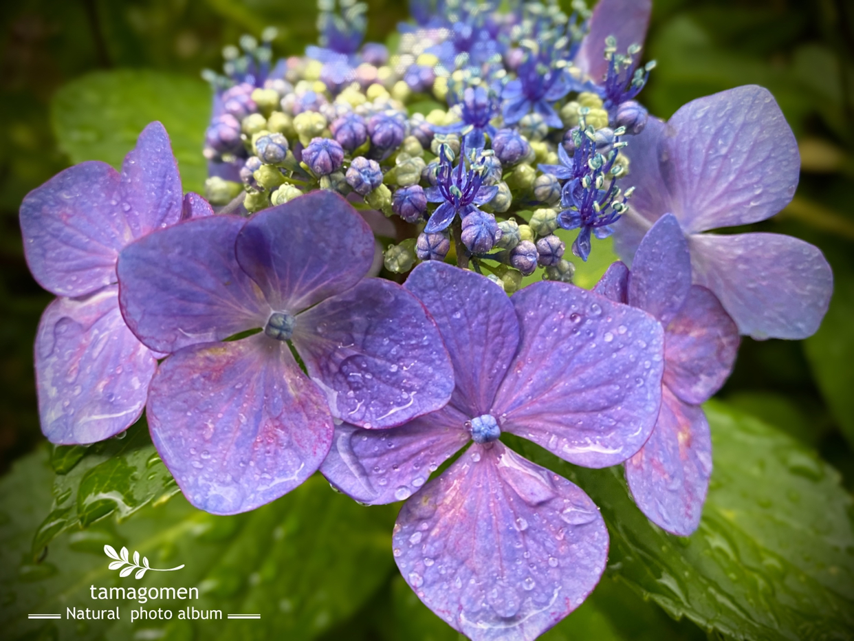 Tamagomen が投稿したフォト ガクアジサイ 額紫陽花 今日は朝から雨降りでした 雨粒で 06 19 22 19 08 Limia リミア