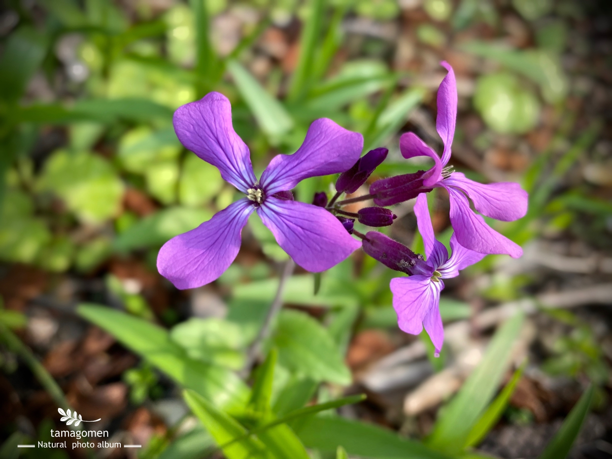 Tamagomen が投稿したフォト ムラサキハナナ オオアラセイトウ 紫色の可愛らしいお花が 04 28 01 31 18 Limia リミア