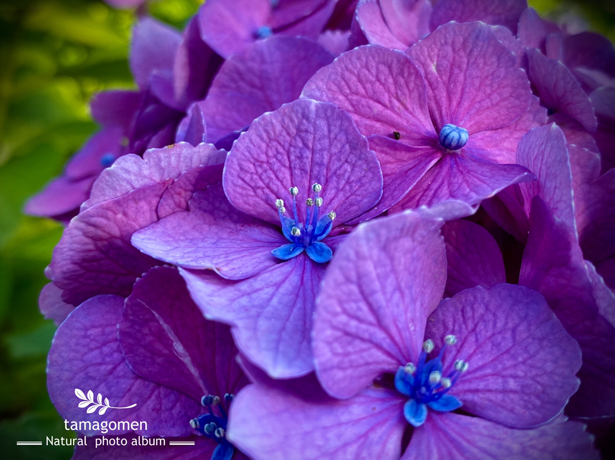 たまごめん が投稿したフォト アジサイ 紫陽花 雄花の装飾花がとても綺麗です 06 21 02 48 29 Limia リミア