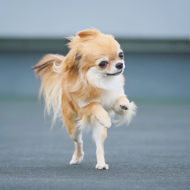 Paya 27が投稿したフォト 飛行犬撮影会 スリラーの振付みたいになってしまった1枚 19 01 06 22 39 Limia リミア