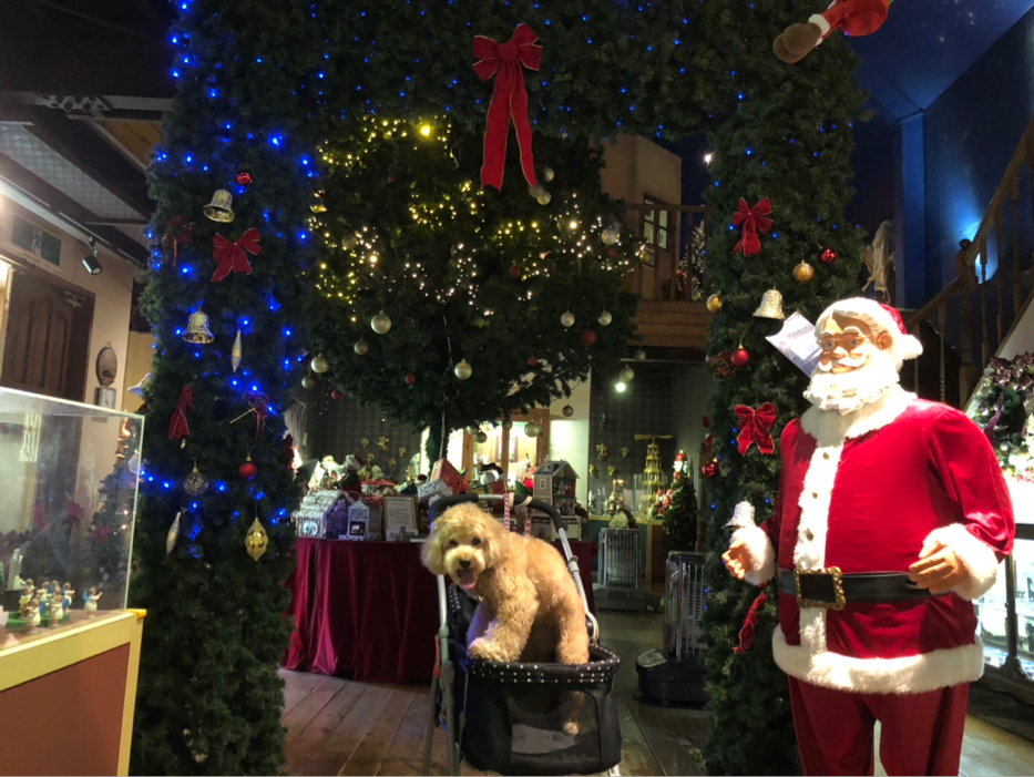 Skyが投稿したフォト 夏なのに 山中湖の クリスマスの森 サンタクロースミュージ 19 09 10 08 39 10 Limia リミア