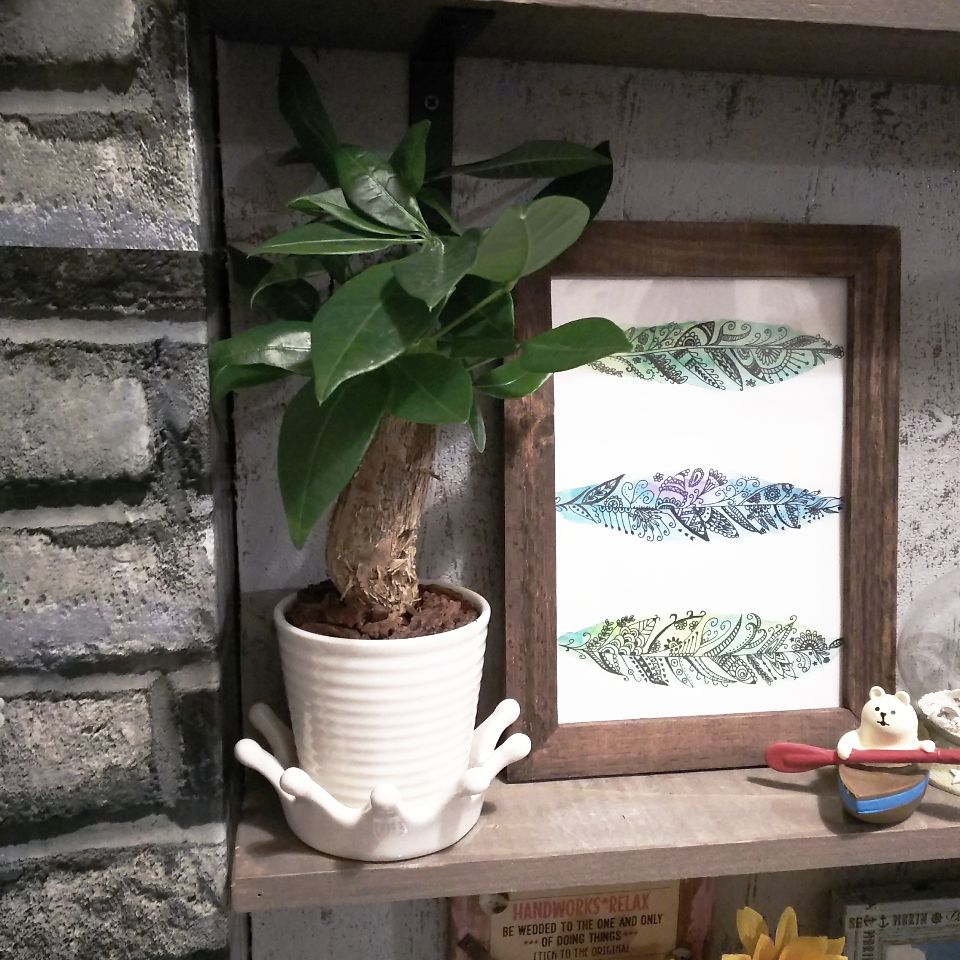 Yukari2869が投稿したフォト 玄関にナチュラルキッチンで購入した観葉植物のパキラを飾りまし 08 02 23 50 26 Limia リミア