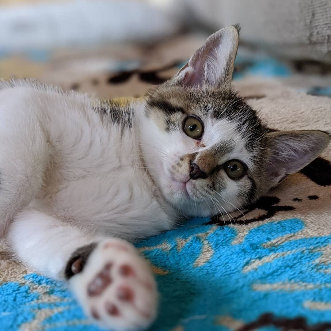 5にゃんずが投稿したフォト 先月 雨降りの中 酷い猫風邪で育児放棄されていた所を保護し風 19 11 24 16 01 38 Limia リミア