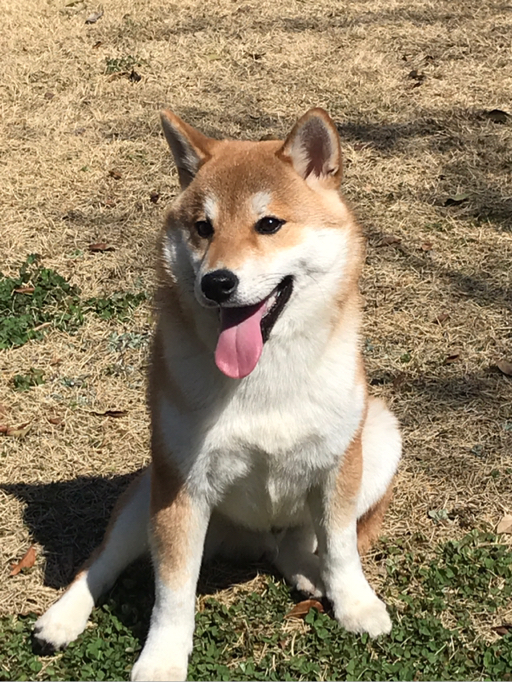 Sadharu S が投稿したフォト ぼく定春 ᴥ これは初めてのドッグランの写真 19 02 12 16 25 15 Limia リミア