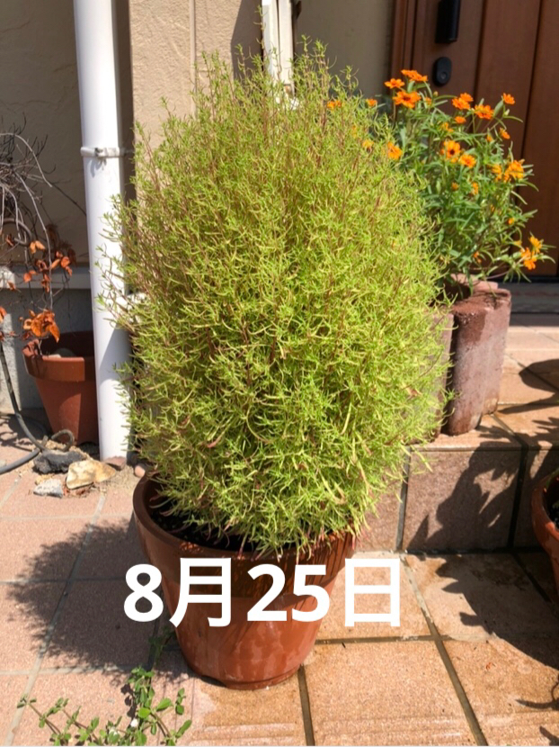 背番号7が投稿したフォト 鉢植えのコキア君が大きくなってます 緑色が薄くなって 茎 19 08 26 08 15 30 Limia リミア