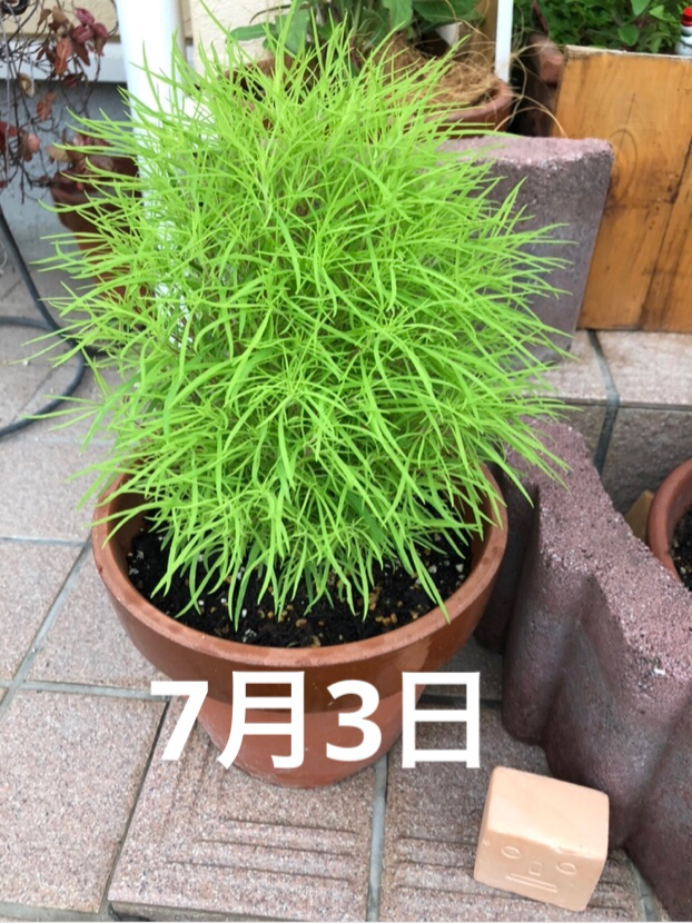 背番号7が投稿したフォト 鉢植えのコキア君が大きくなってます 緑色が薄くなって 茎 2019 08 26 08 15 30 Limia リミア