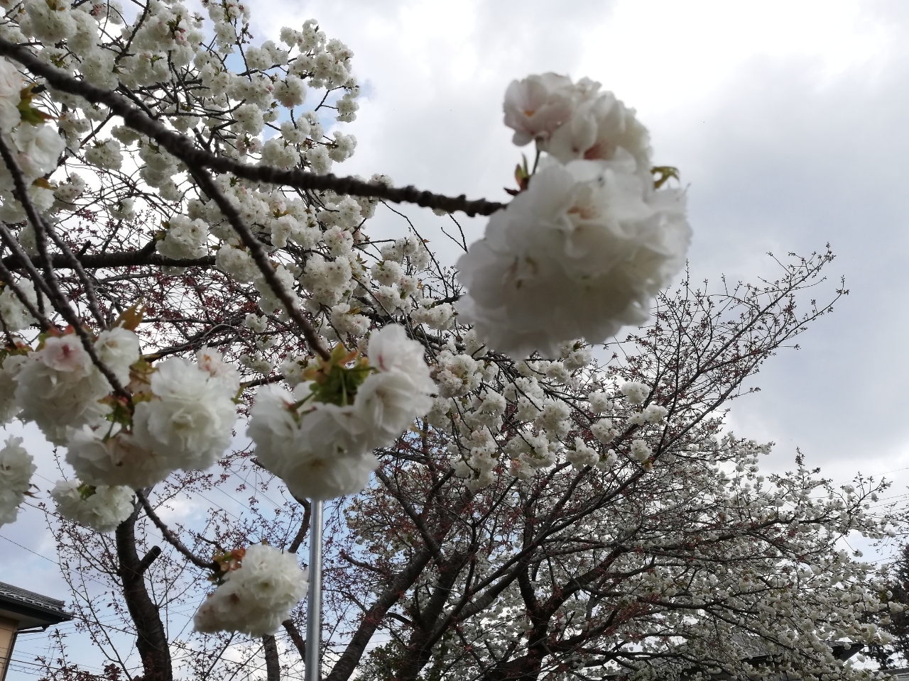よしママが投稿したフォト ソメイヨシノの次に咲いた近所の桜 白い花びらでほんのりピンク 04 09 53 07 Limia リミア