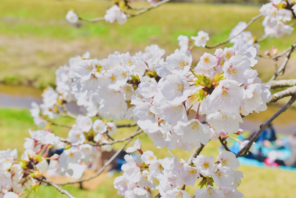 頼朝が投稿したフォト 三刀屋川河川敷の桜 三刀屋川土手に約2kmにわたって桜並木が 19 04 17 43 56 Limia リミア