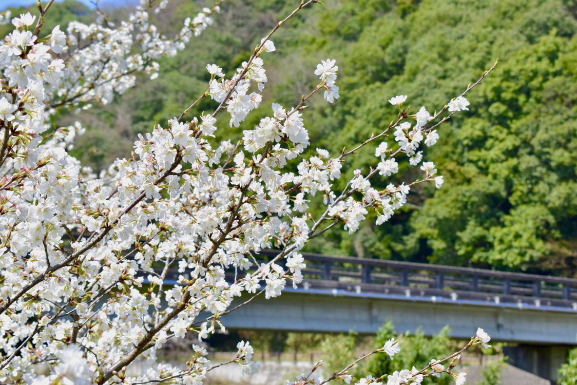 頼朝が投稿したフォト 三刀屋川河川敷の桜 三刀屋川土手に約2kmにわたって桜並木が 19 04 17 41 34 Limia リミア