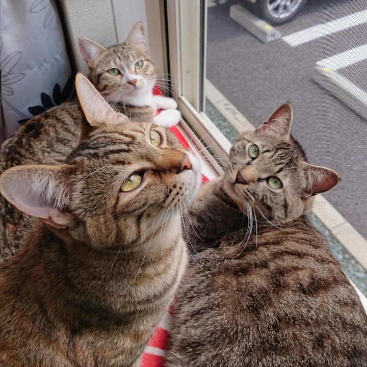 ☆もん子☆が投稿したフォト「猫のいたずら対策!! ゴミ箱の大きさに