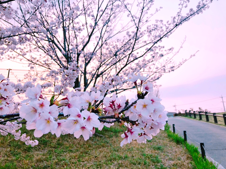 綺麗な夕日と桜 By 4ti2ii7 Limia リミア