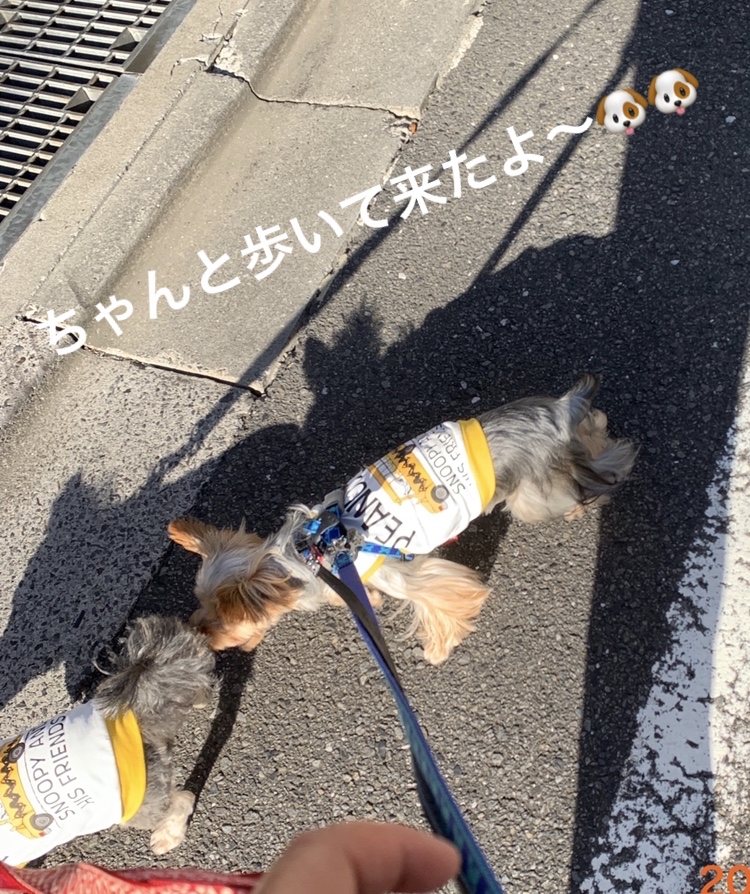 チョコポン が投稿したフォト 今朝は ちゃんと散歩して来ました 東京 お昼からまた突然の 09 09 08 11 25 Limia リミア