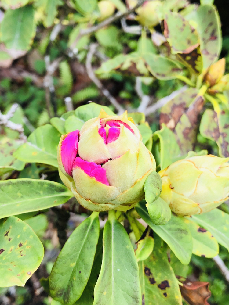 ミツルが投稿したフォト シャクナゲの花の蕾です 19 05 01 13 42 41 Limia リミア