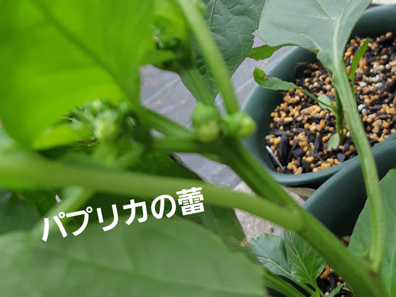 蘭くんのおうちが投稿したフォト 野菜の肥料をあげたら パプリカもアイコ も大きくなりました 09 25 43 46 Limia リミア