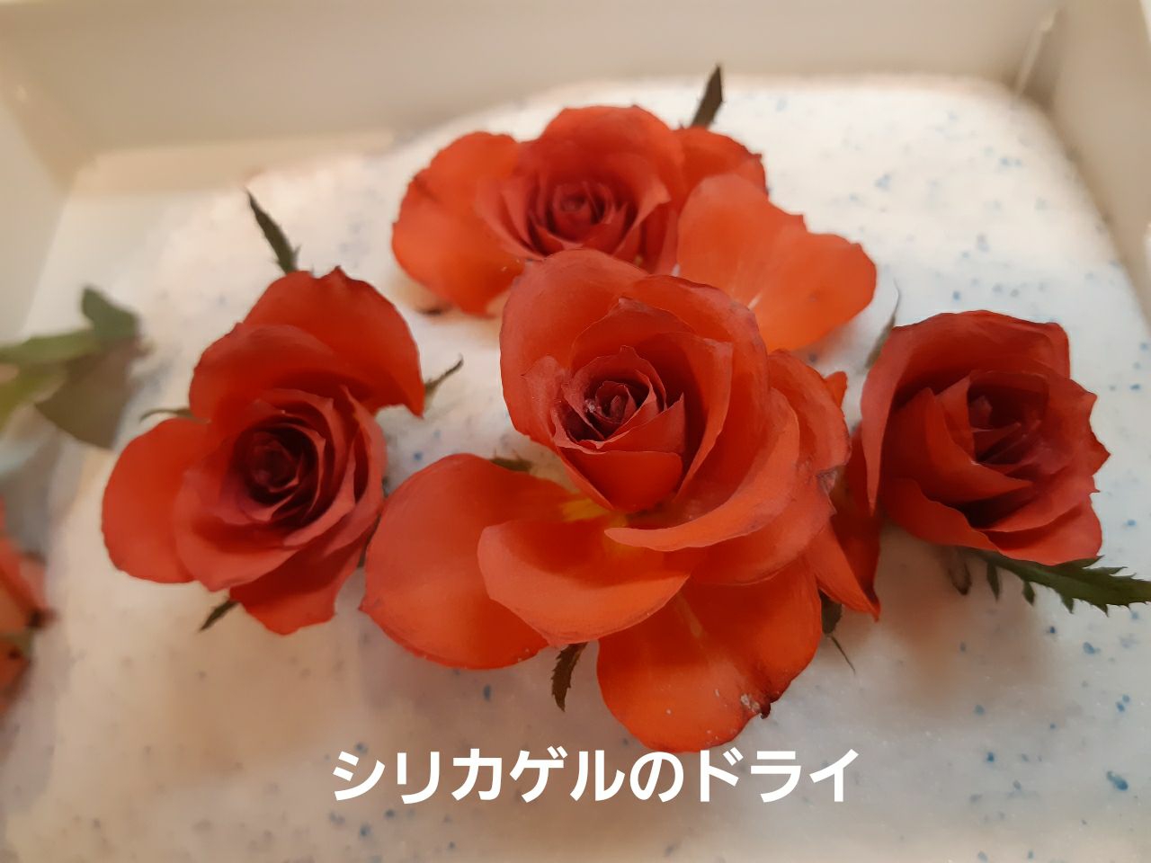 蘭くんのおうちが投稿したフォト シリカゲルを使った 薔薇のドライは 開ききらない花がよく 08 14 09 06 42 Limia リミア