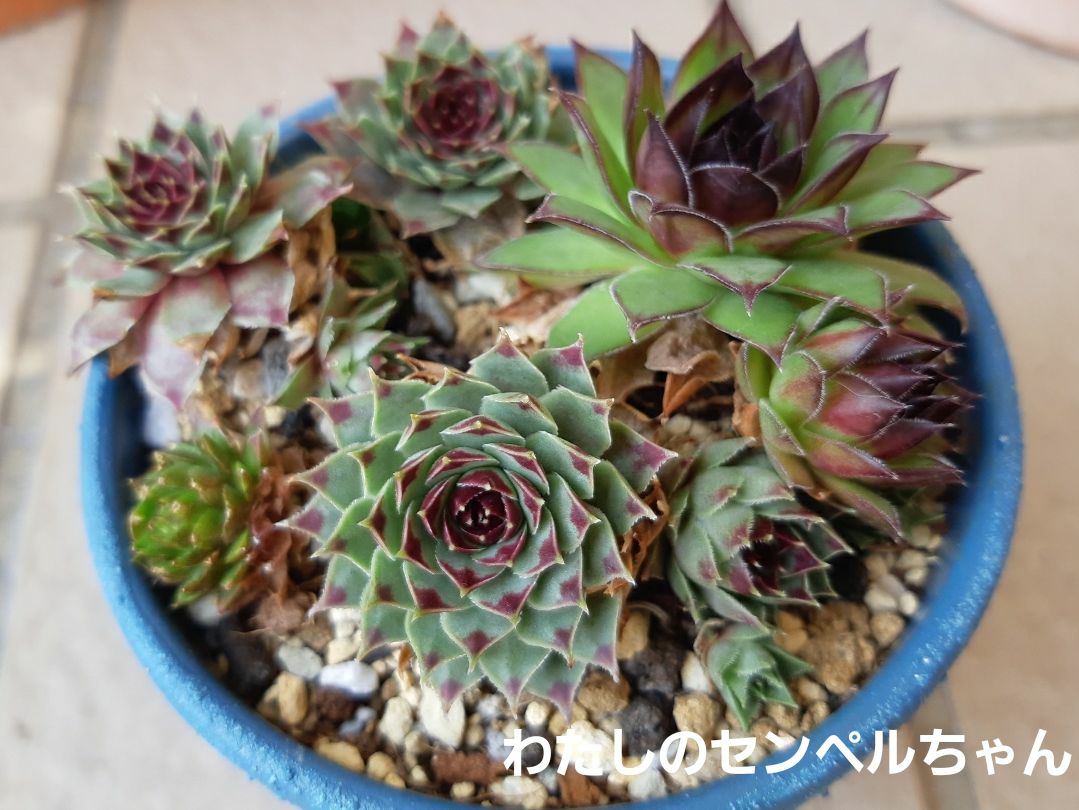 蘭くんのおうちが投稿したフォト 玄関前の寄せ植え 虹の玉は赤く 黄麗 月の王子は黄色くな 21 02 02 14 54 21 Limia リミア