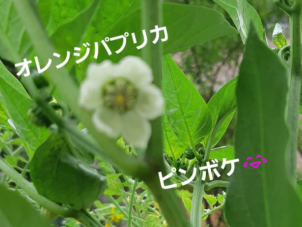 蘭くんのおうちが投稿したフォト 野菜の肥料をあげたら パプリカもアイコ も大きくなりました 09 25 43 46 Limia リミア