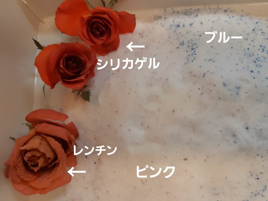 蘭くんのおうちが投稿したフォト シリカゲルを使った 薔薇のドライは 開ききらない花がよく 08 14 09 06 42 Limia リミア