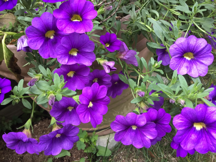 きのぴが投稿したフォト 庭のペチュニア 紫の濃淡が綺麗 05 26 11 56 05 Limia リミア