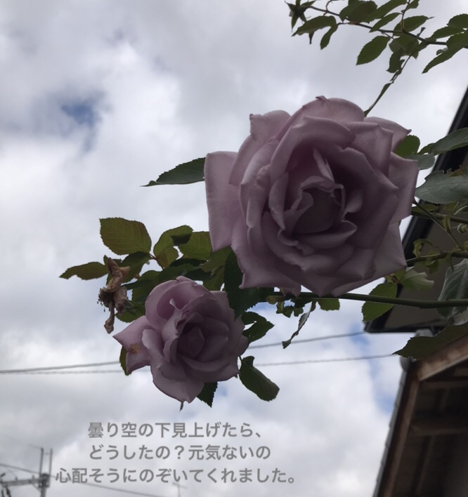 山さんが投稿したフォト 薄紫色の薔薇 背が高かったです 19 12 03 07 06 29 Limia リミア