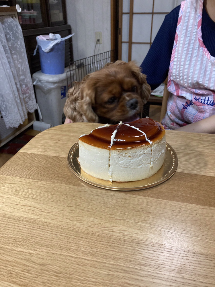 ひろが投稿したフォト 今日は愛犬さんた君の4歳のお誕生日でした 犬用ではないプ 06 24 19 55 06 Limia リミア