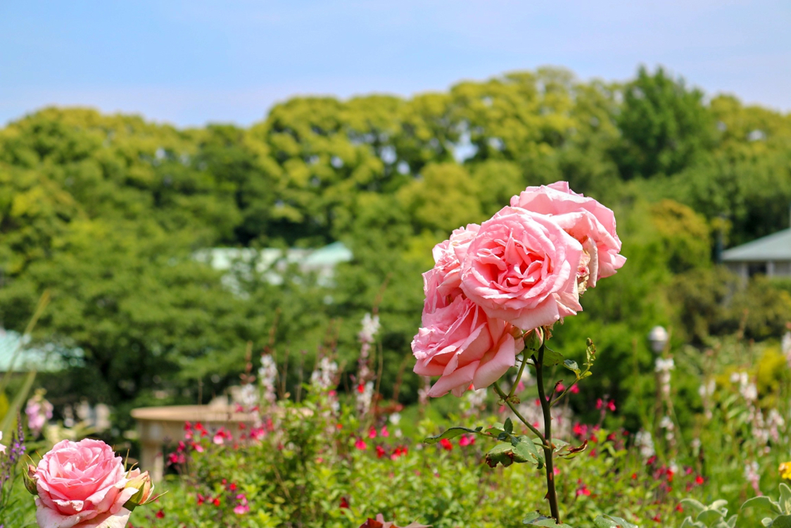 いさおが投稿したフォト 花も撮ったりします 一眼レフ買ったばかりの時は花で練習し 06 16 19 22 47 Limia リミア