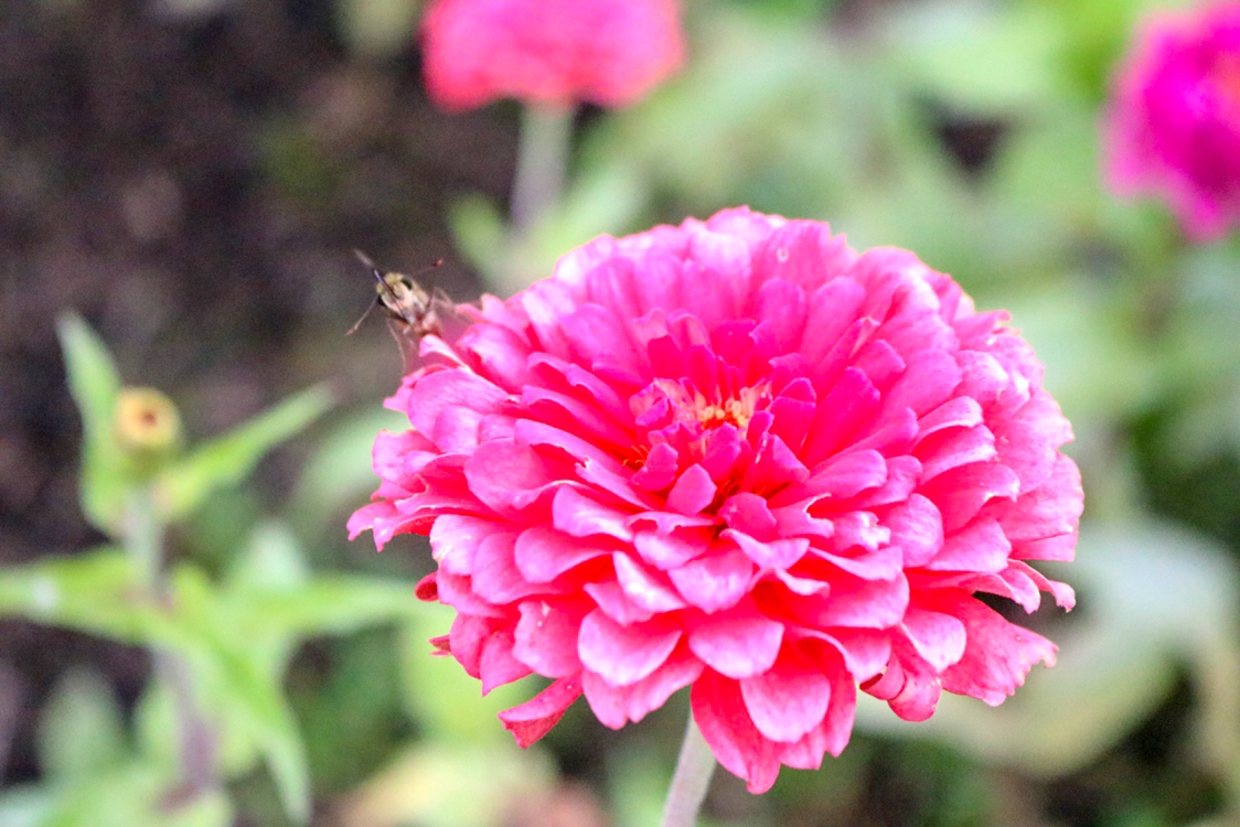 いさおが投稿したフォト 花も撮ったりします 一眼レフ買ったばかりの時は花で練習し 06 16 19 22 47 Limia リミア