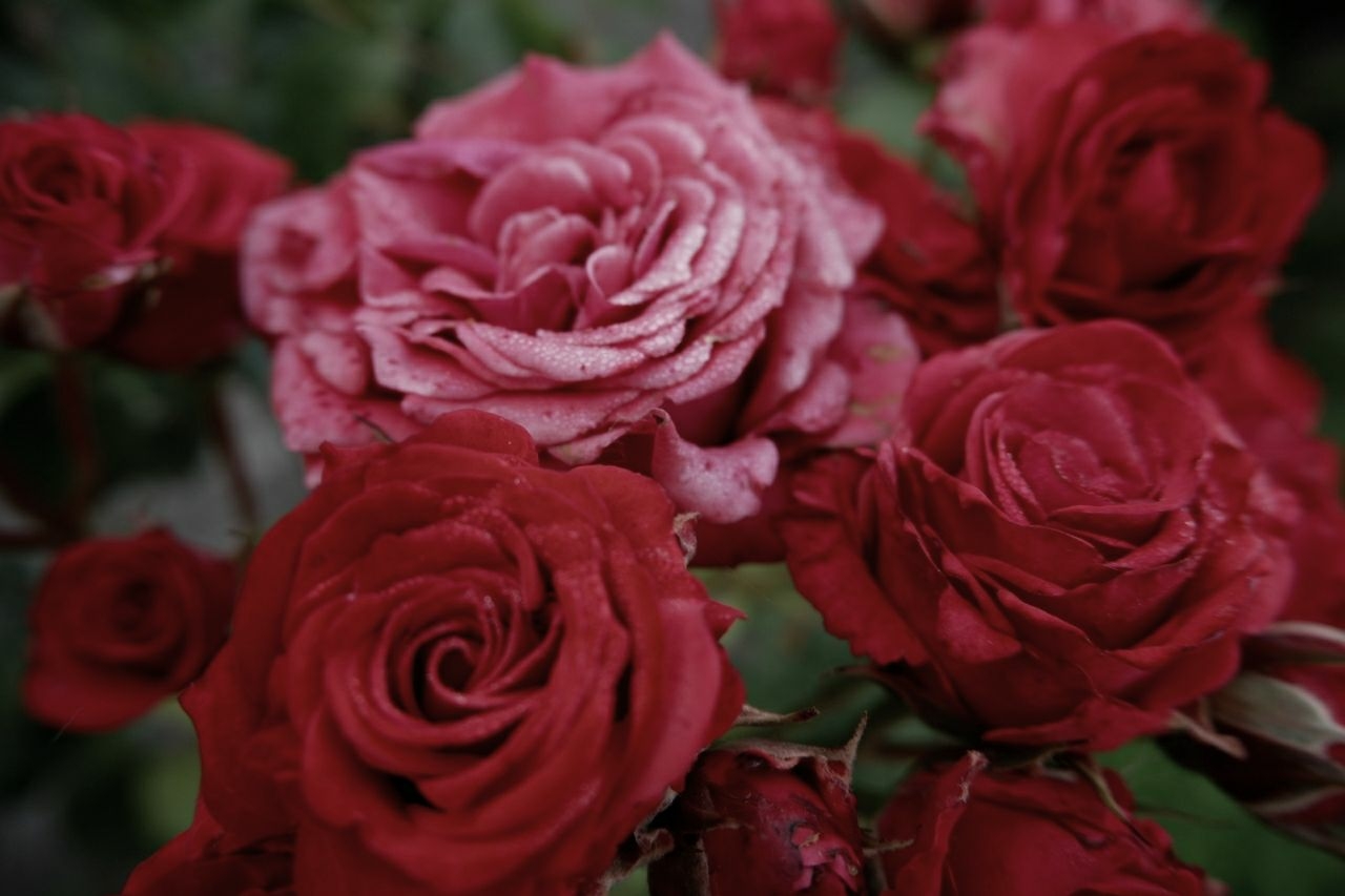 愛理が投稿したフォト 庭に綺麗な薔薇が咲いていました 19 05 28 21 24 25 Limia リミア
