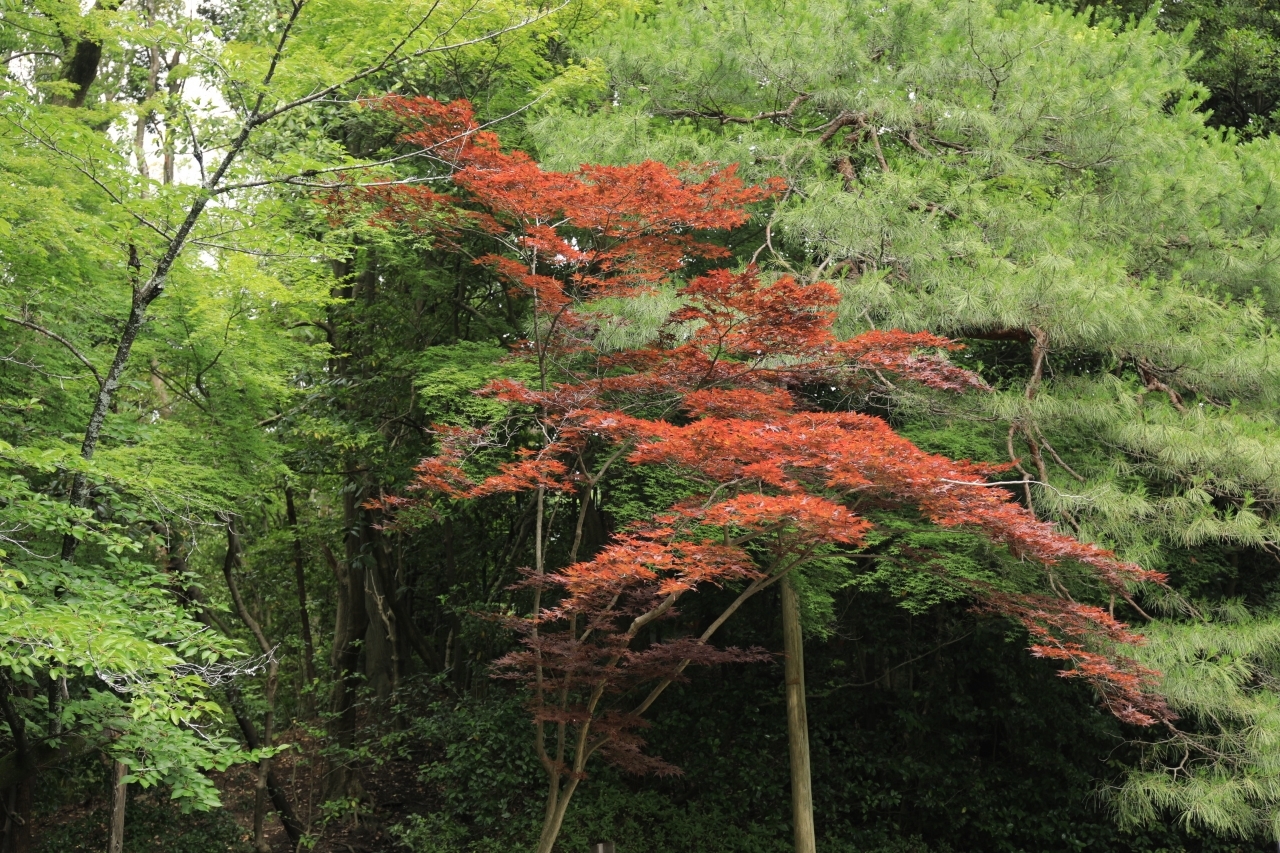 写真素材 SUPER FINE No.6 AUTHENTIC COLORS （紅葉・落ち葉） 在庫