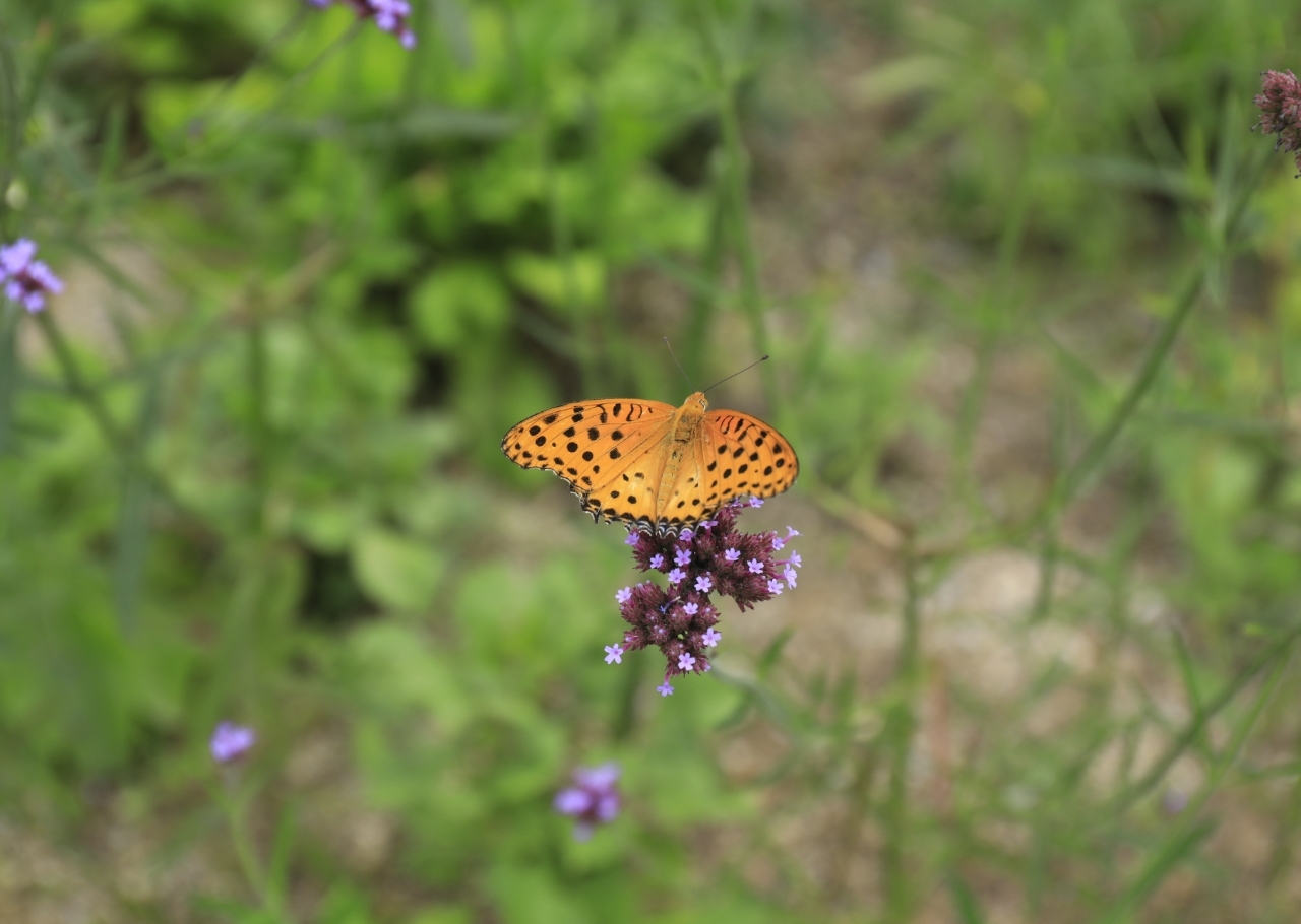 Angel Manが投稿したフォト 花も蝶々も綺麗ですね 08 31 16 33 12 Limia リミア