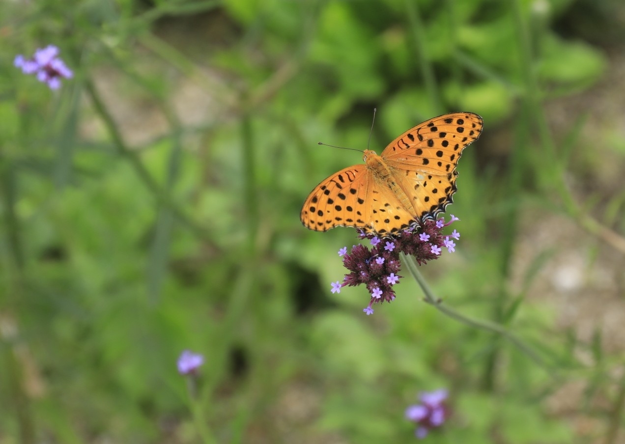 Angel Manが投稿したフォト 花も蝶々も綺麗ですね 08 31 16 33 12 Limia リミア