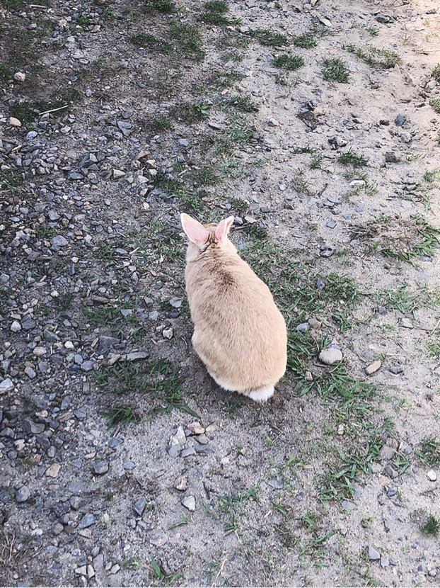 ねむが投稿したフォト 犬猫も可愛いですが うさぎも可愛いですよ 19 07 19 06 26 Limia リミア