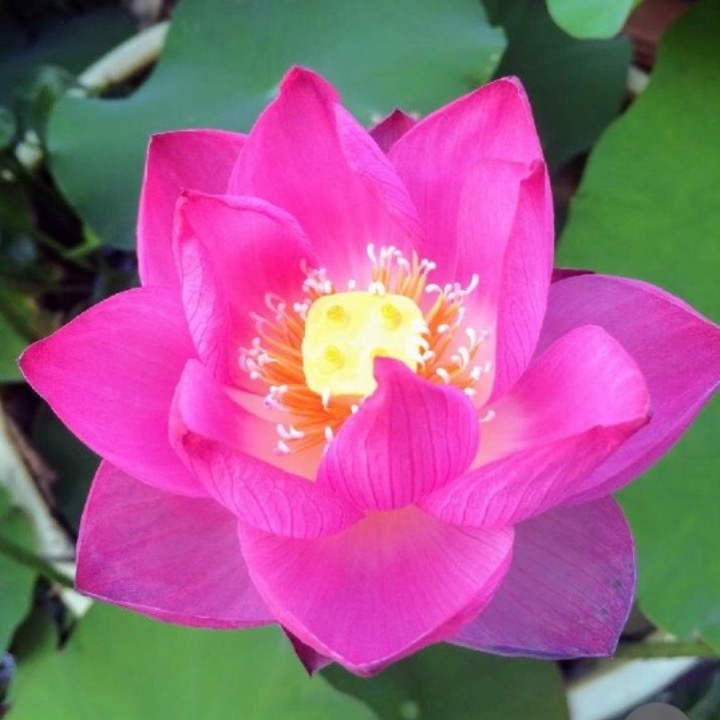 buddha flowerの画像