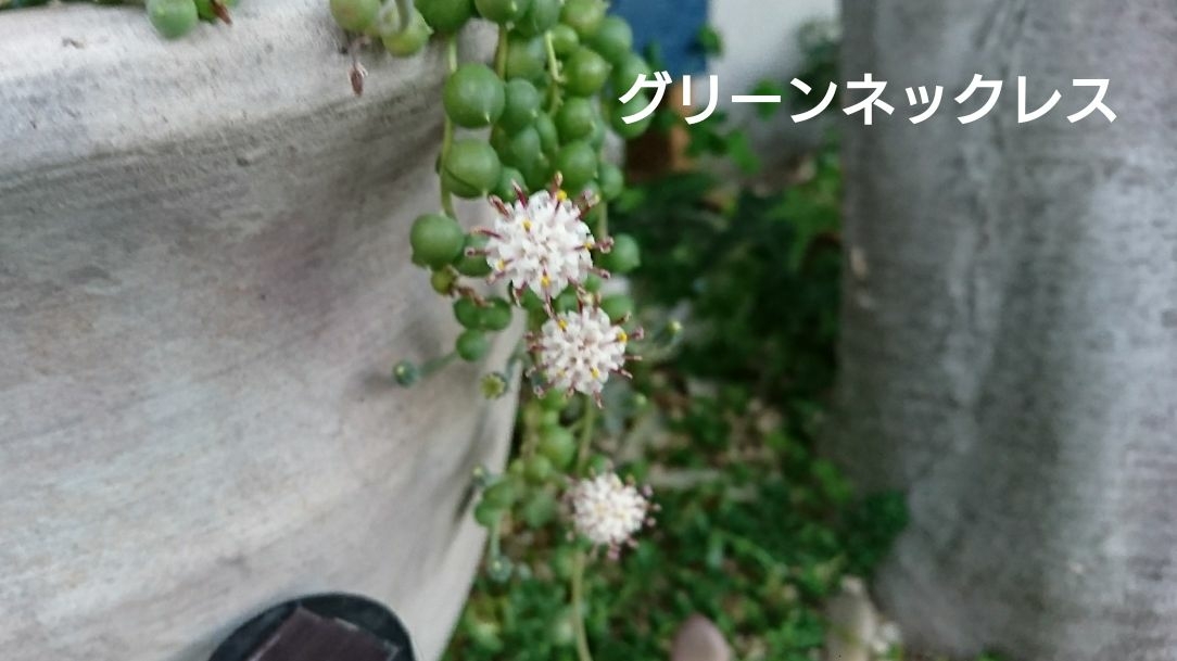こまるが投稿したフォト グリーンネックレスの花 ふわふわで 素敵 今日 また 多 01 18 18 03 38 Limia リミア