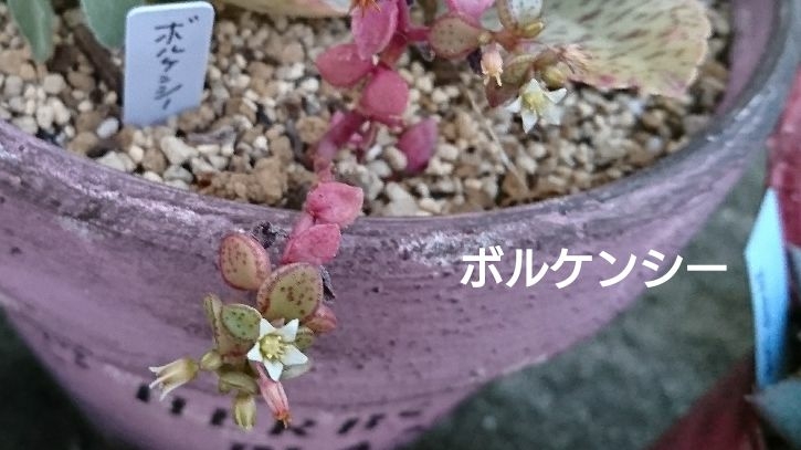 こまるが投稿したフォト グリーンネックレスの花 ふわふわで 素敵 今日 また 多 01 18 18 03 38 Limia リミア