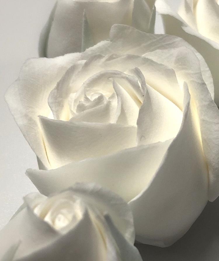 R Fが投稿したフォト 白いバラの花言葉 純潔 19 11 19 11 52 46 Limia リミア