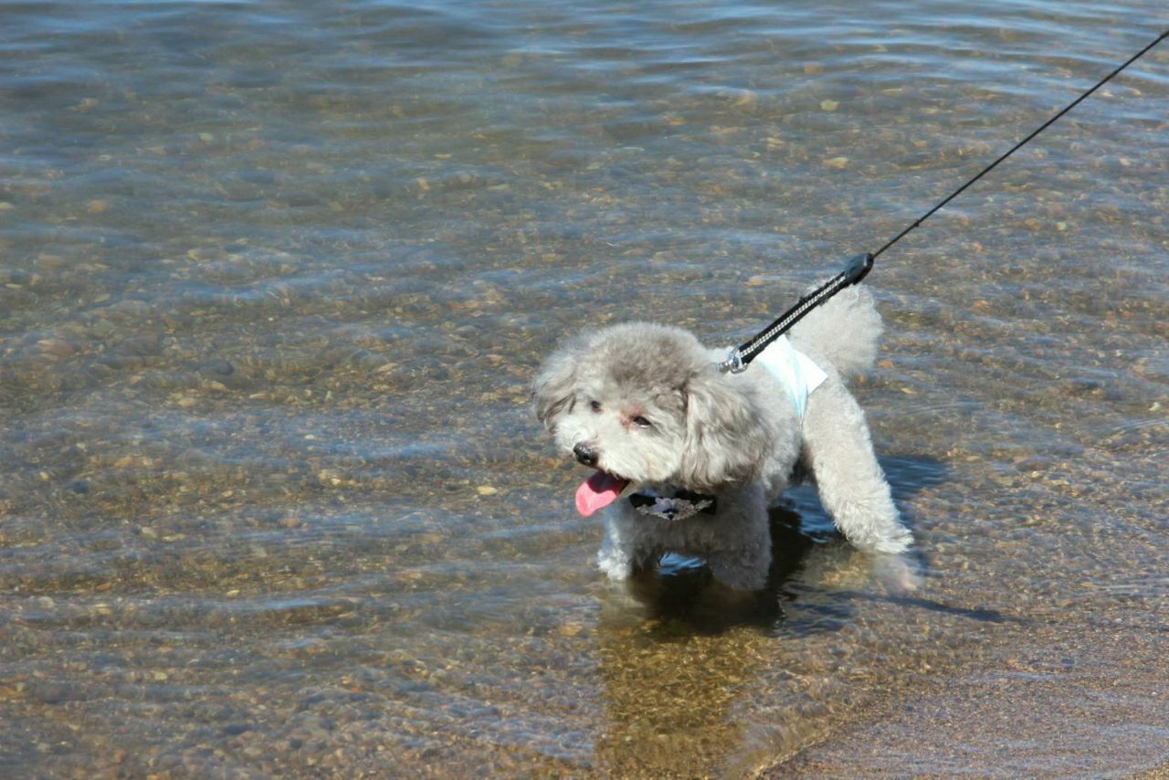 うめちゃんが投稿したフォト 湖のほとりで水浴び シャワーは苦手なのに 19 08 16 23 29 09 Limia リミア