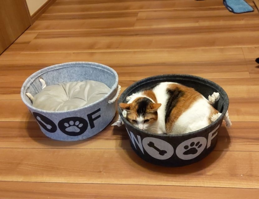 塚口三詠子が投稿したフォト Daisoで即買いした猫用 犬用 ベッド 作りもかなりしっか 19 12 18 01 06 43 Limia リミア