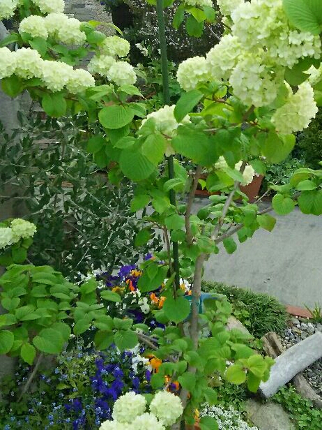 ピクシーが投稿したフォト 今日の庭の花 オオデマリはよく水を欲しがるので毎朝忘れずに 04 21 07 52 59 Limia リミア
