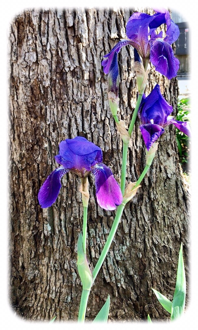 Hanae が投稿したフォト 街路樹の下に 紫と白の花がさきはじめました 和 な雰 21 04 11 11 31 00 Limia リミア