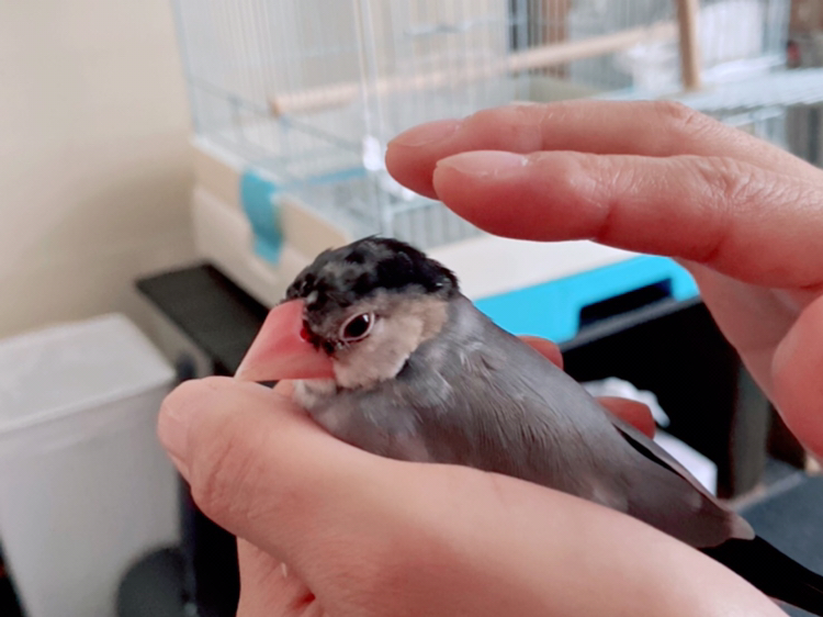 だいふくが投稿したフォト 握り文鳥 10 24 12 26 26 Limia リミア