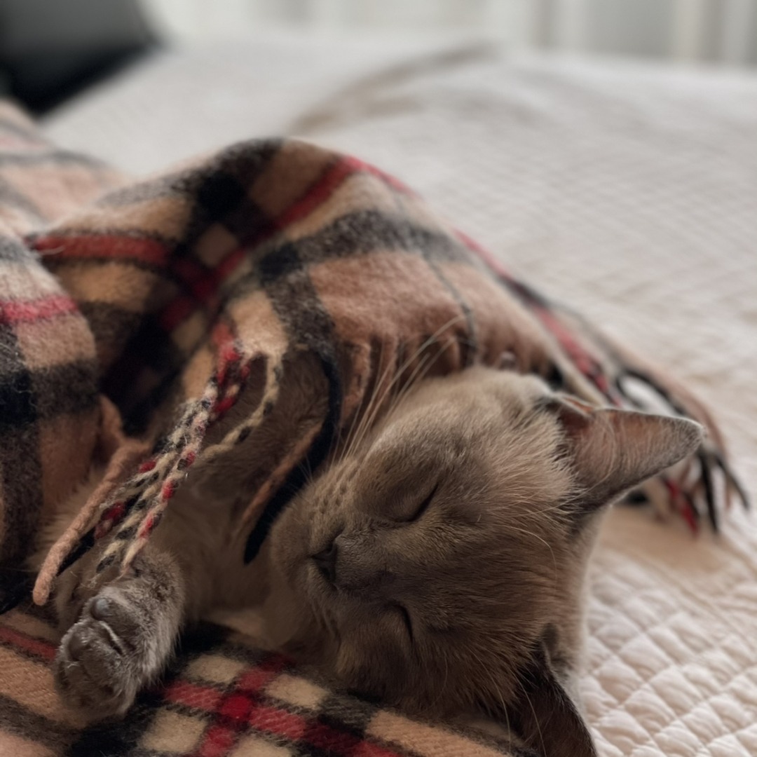 あんこちゃんねるが投稿したフォト 猫の昼寝 日差しが暖かいみたいで 昼は寝てばかり そのブ 21 01 25 13 31 31 Limia リミア