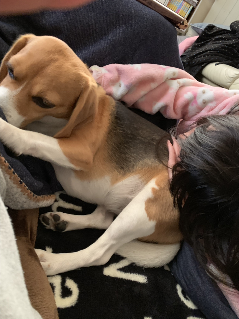 Lovekuma が投稿したフォト 私の腹の脇を舐めながら 娘に枕にされてる犬 毛づくろい的 19 04 14 07 37 50 Limia リミア