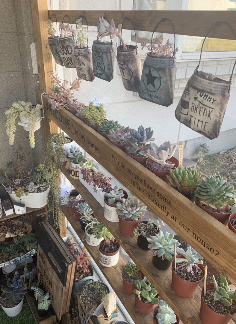 lovekuma_…が投稿したフォト「多肉植物を飾るために風除室に作った棚です ちょっとしたデッ…」 20190618 1607