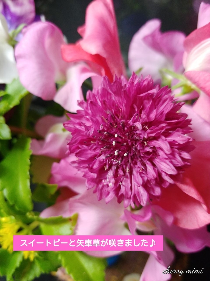 Michika Jが投稿したフォト 種から育てたスイートピーと矢車草が咲いたので嬉しくて花瓶に生 18 06 05 15 08 28 Limia リミア
