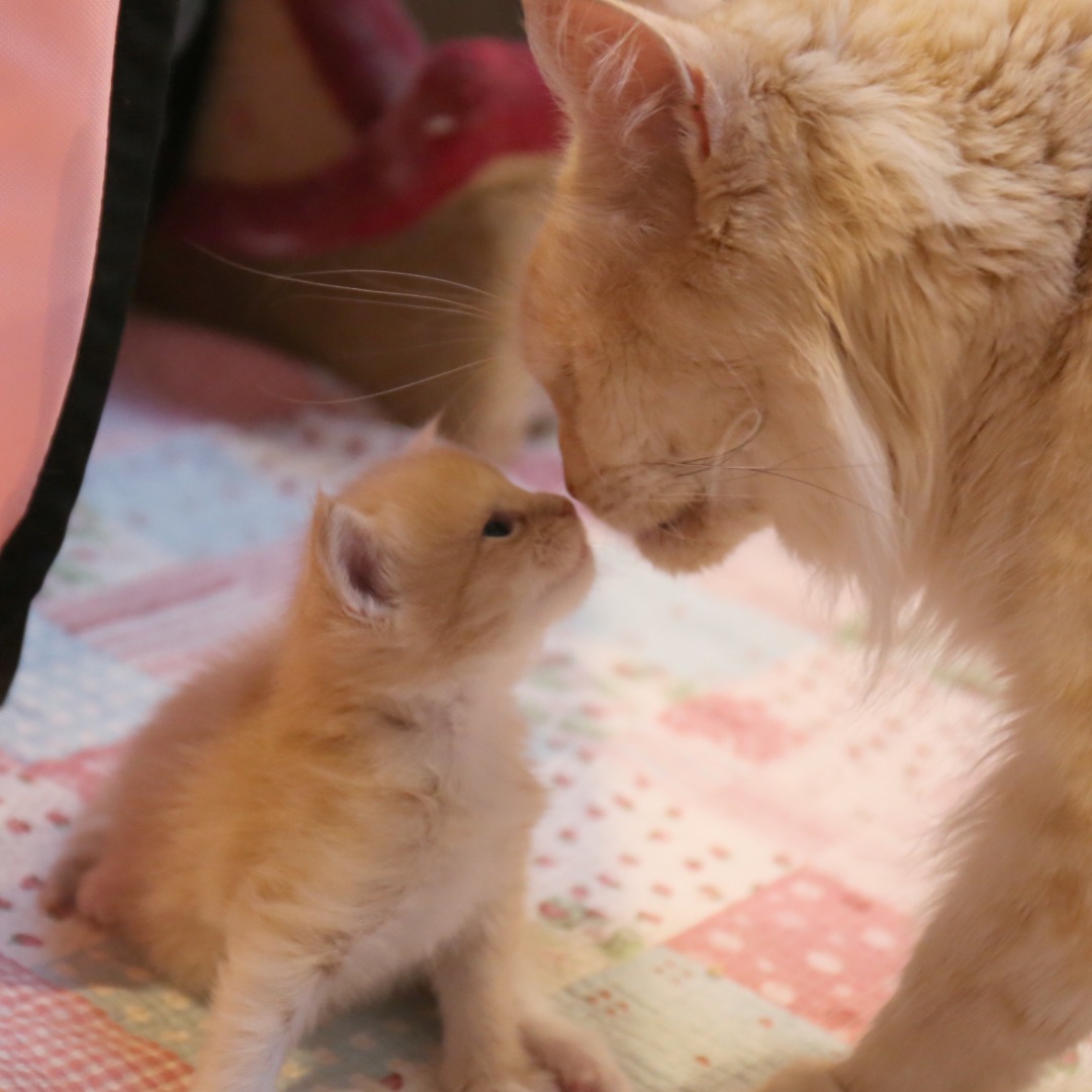 ノリエが投稿したフォト マグパパと息子のギン ごあいさつの鼻キス マグは子猫た 18 11 25 21 32 26 Limia リミア