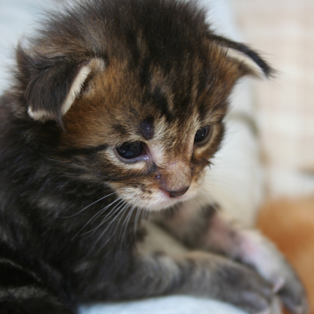 ノリエが投稿したフォト キャンディの成長記録4 生後日 赤ちゃん猫から子猫に 19 05 28 55 39 Limia リミア