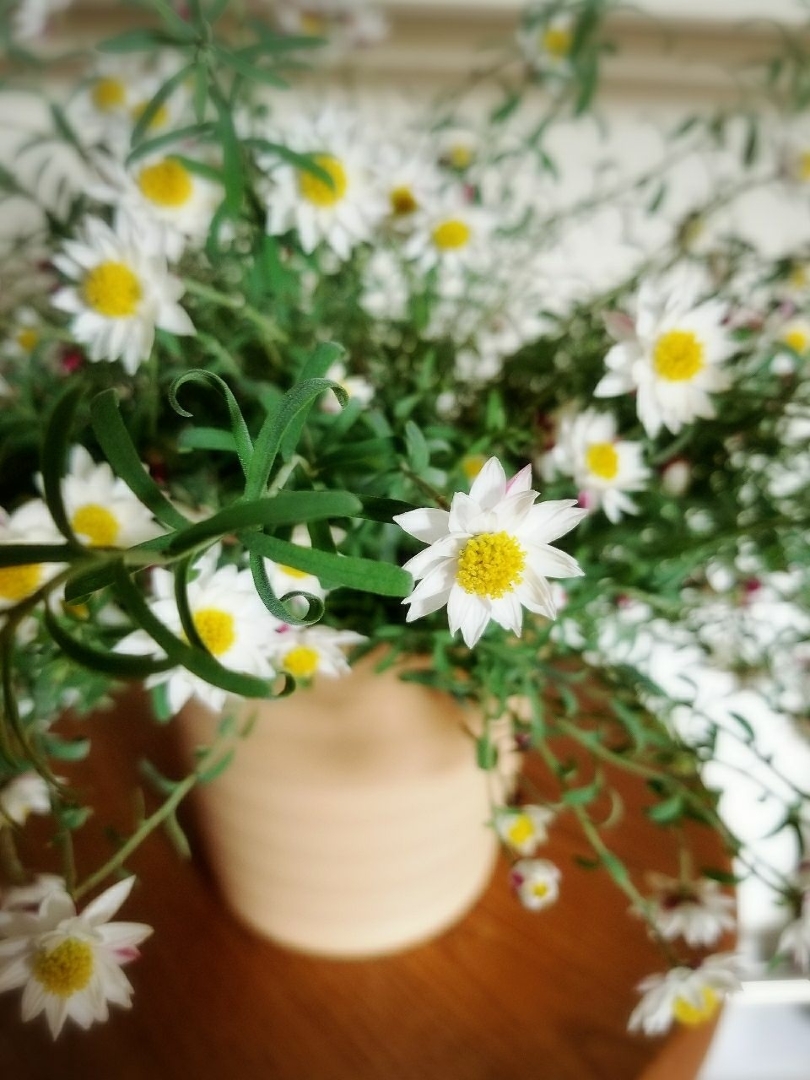 Kobibu 73が投稿したフォト おはようございます お花に詳しい方 このお花の名前わか 18 03 30 09 01 08 Limia リミア